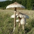 Parasol grzybowy: jak gotować, przepisy kulinarne, zdjęcia i filmy